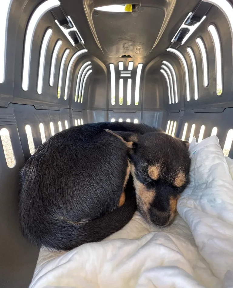 Gea descansando en la cabina del avión durante el vuelo