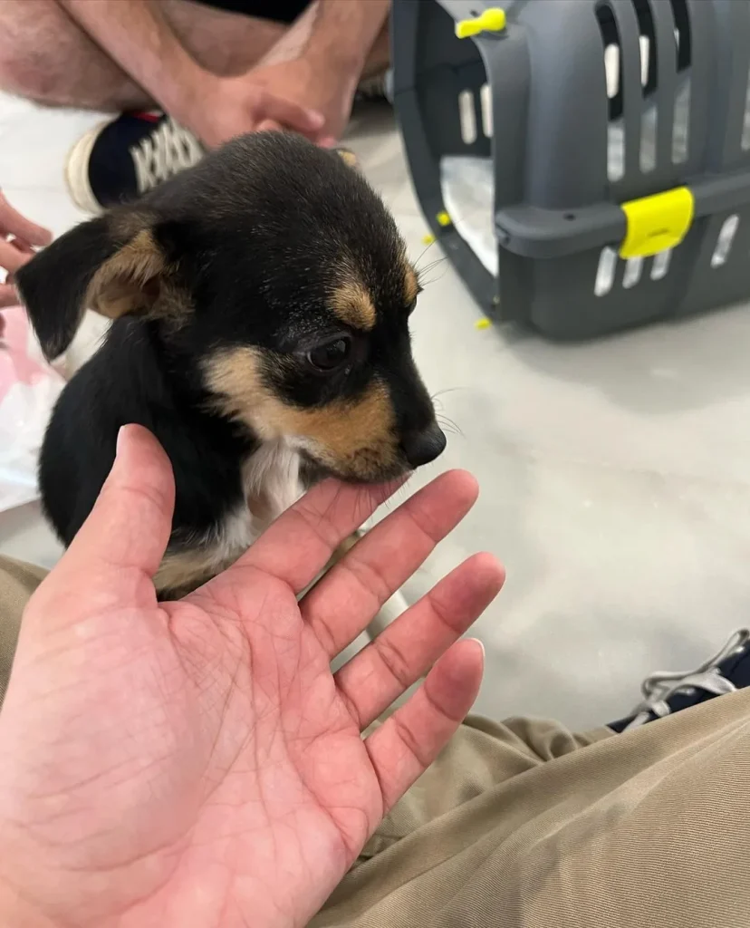 Gea, perrita rescatada, saliendo de su transportín
