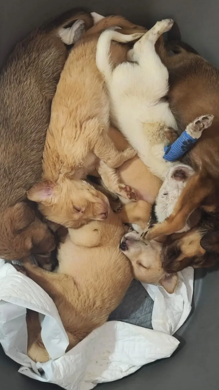 Los siete cachorros rescatados, dormidos juntos sobre una manta