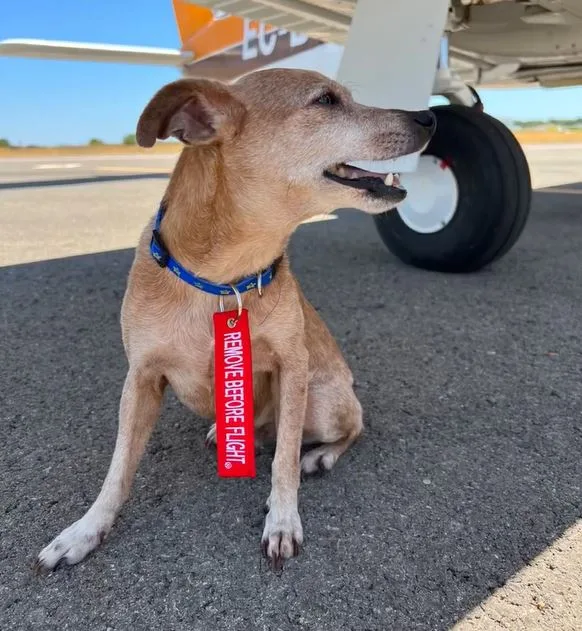 Rocky, perro de 12 años, junto a la rueda del avión