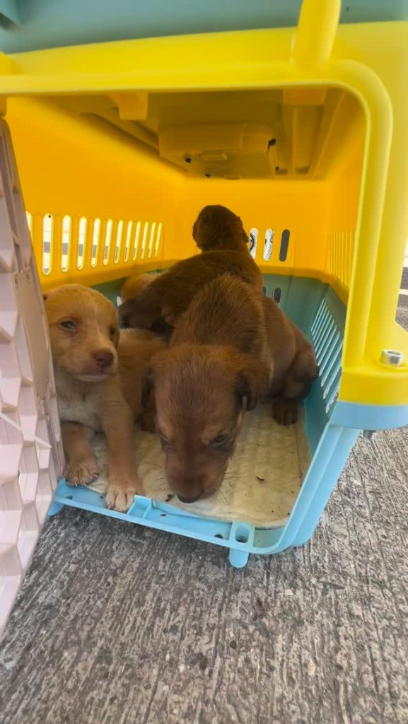 Los siete cachorros en su transportín antes del vuelo